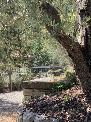 Ein ruhiger Gartenweg mit einem Olivenbaum und einem Steingeländer im Hintergrund.