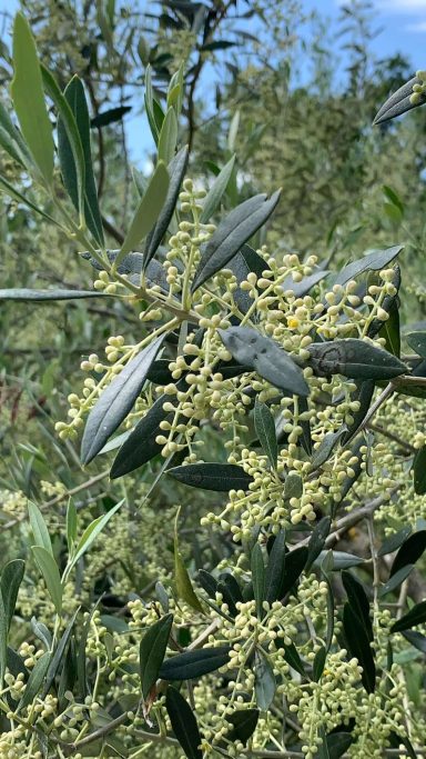 Blühende Pflanze mit grünen Blättern und kleinen gelben Blüten.