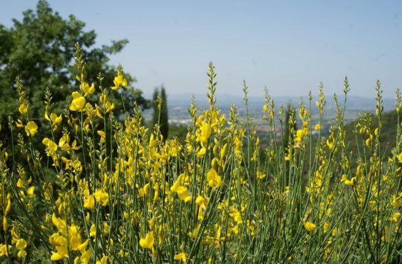 Gelbe Blumen in einer Landschaft mit hügeligem Hintergrund und blauen Himmel.